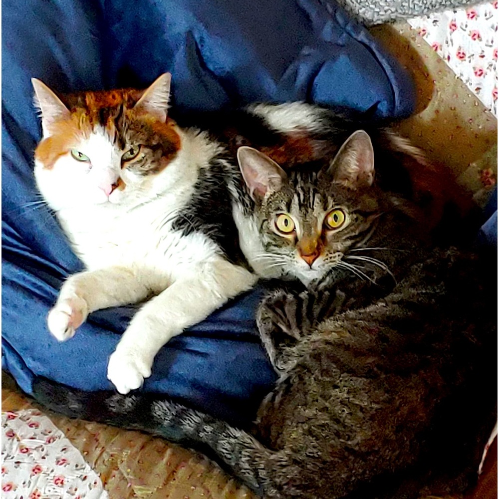 Meet the Posher, Tracy